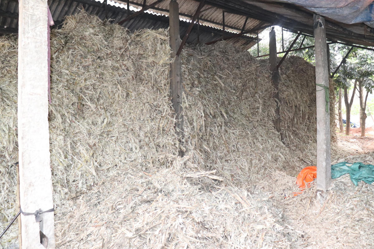 Kho dự trữ bã mía được tận dụng để làm chất đốt trong năm sau.