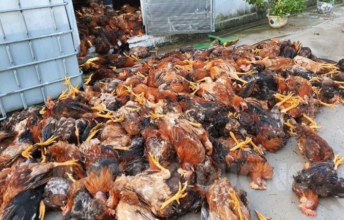 Đàn gà 6.000 con của gia đình chị Thúy, ở xã Thượng Quận (thị xã Kinh Môn, Hải Dương) bị sét đánh chết. Ảnh: Minh Ngọc.