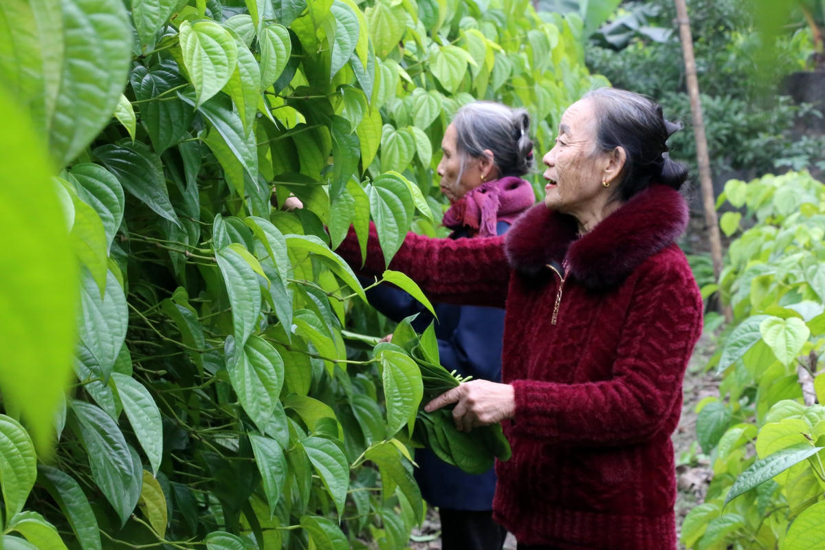 Người dân đang hối hả hái lá trầu đẹp nhất để kịp bán cho thương lái.