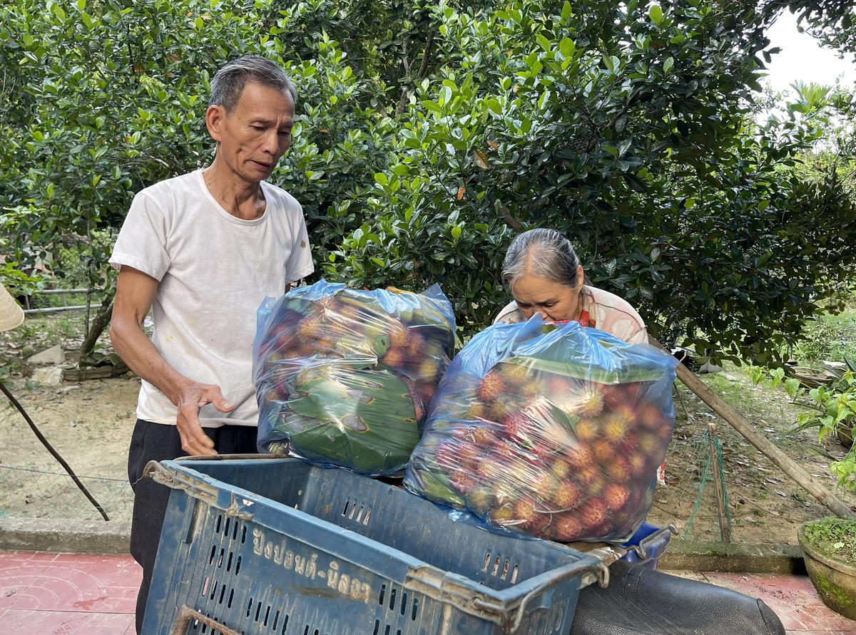 Quả chôm chôm cho vào bao để chở đi tiêu thụ.