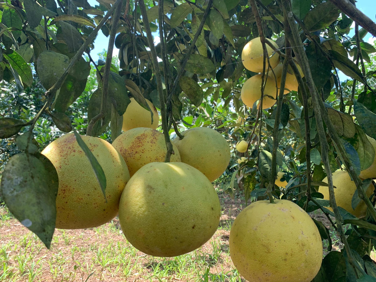 Những trái bưởi trĩu nặng chờ thu hoạch.
