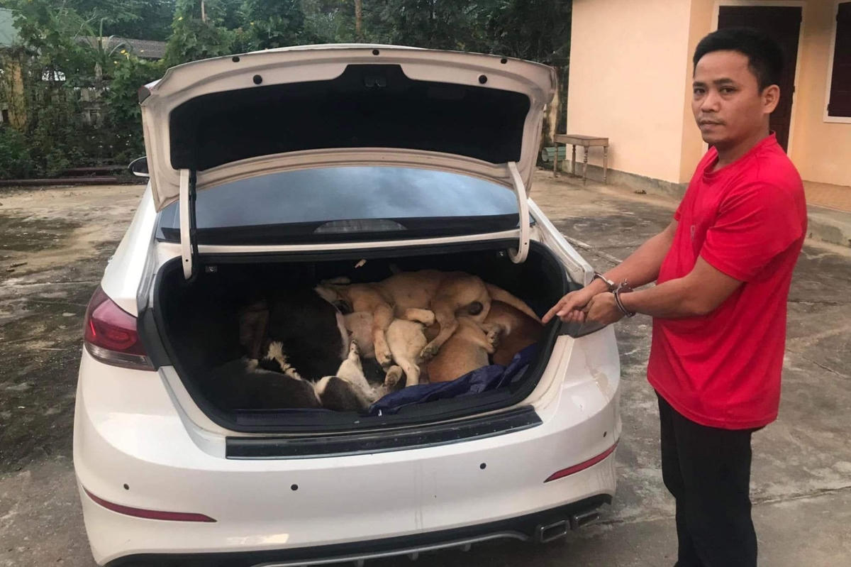 Một đối tượng dùng ô tô chở 38 con chó (bắt trộm) đi tiêu thụ vừa bị Công an huyện Đông Giang, tỉnh Quảng Nam bắt giữ. 