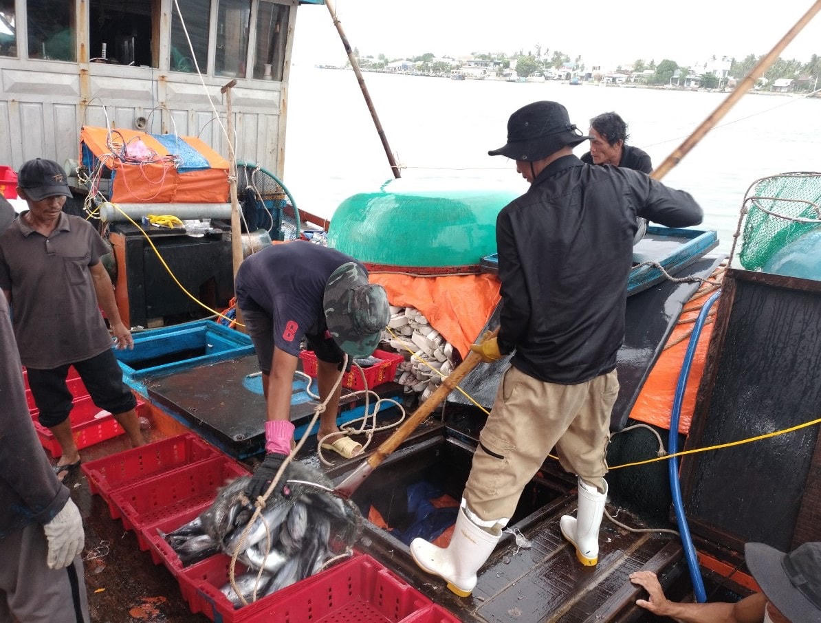Ngư dân đang vớt cá dưới khoang tàu đưa lên bờ.