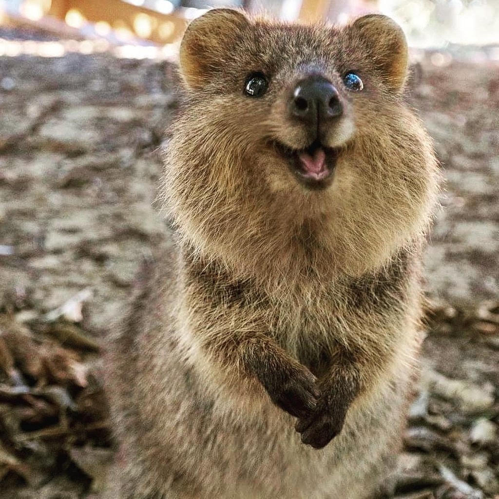 Quokka - Loài động vật hạnh phúc nhất thế giới. Ảnh: Grunge.
