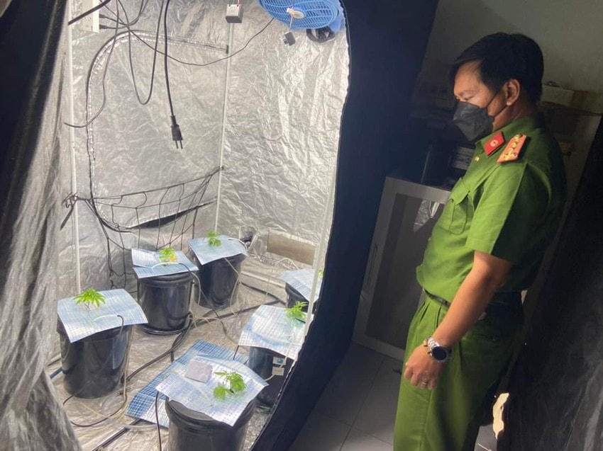 Cây cần sa được phát hiện tại tầng 3 căn nhà cho thuê ở đường Phước Mỹ 1, quận Sơn Trà, Đà Nẵng. Ảnh Công an cung cấp.