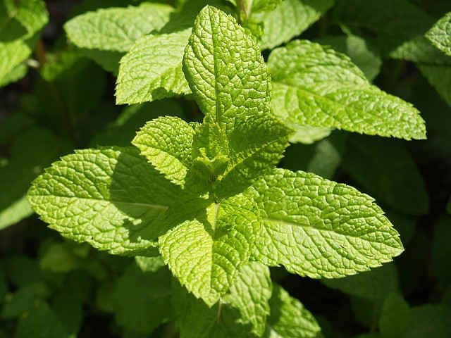 Bạc hà còn có thể dùng để xông hơi giúp thư giãn hiệu quả. Ảnh: Pinterest.