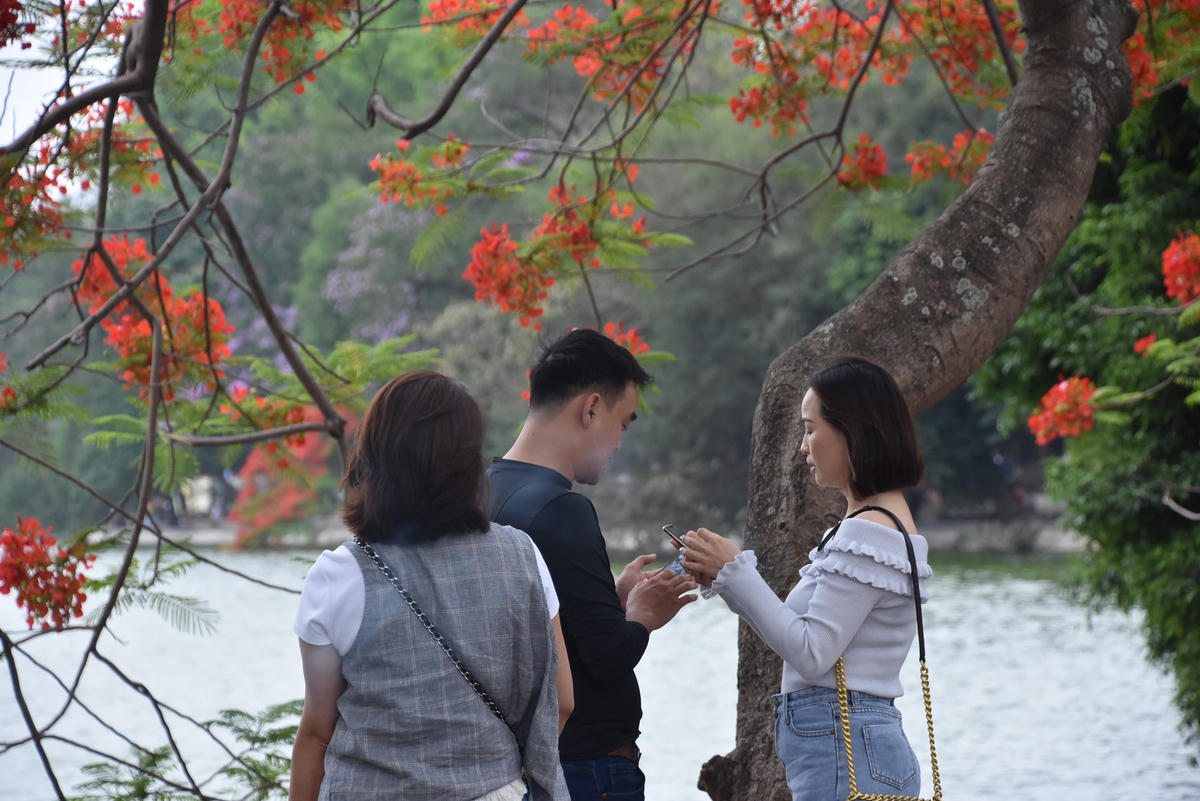 Việc đồng loạt khoe sắc của hai loài hoa này khiến không gian xung quanh bờ hồ trở nên rực rỡ...