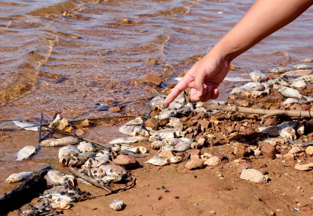 Tình trạng cá chết hàng loạt tại hồ Bộc Nguyên đã diễn ra khoảng một tuần đến nay. 