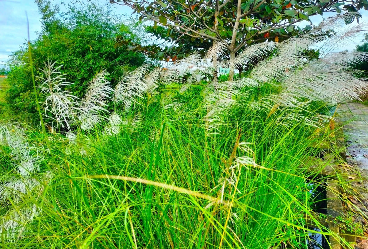 Từng đám hoa cỏ lau mọc ở bờ ruộng.