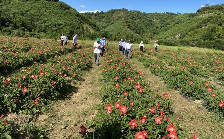  Trồng sâm Bố Chính ở Quảng Nhâm ( A Lưới). Ảnh: baothuathienhue.vn