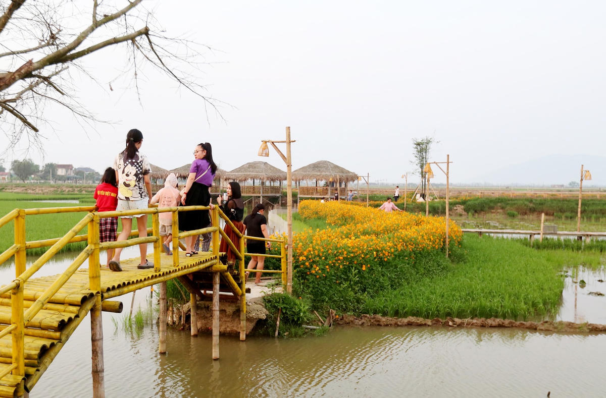 Những ngày qua, con đường hoa sao nhái rực rỡ sắc màu thu hút hàng trăm lượt khách đến chiêm ngưỡng, chụp ảnh.
