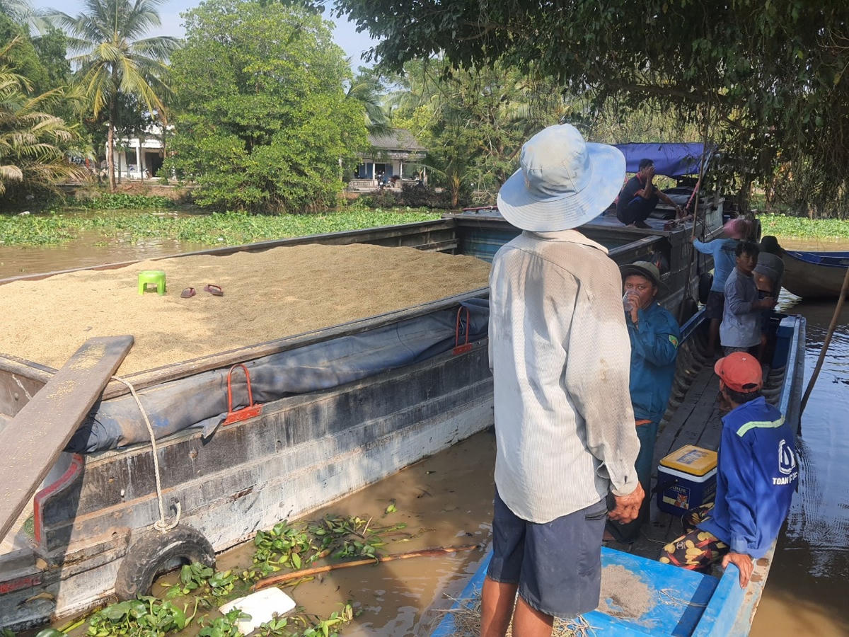 Thương lái vào tận nơi thu mua lúa của nông dân.