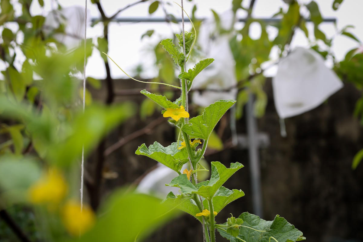 Ngoài những chậu cây mua ở cửa hàng, chị Thuận tận dụng thêm những chiếc xô nhựa, thùng xốp cũ để trồng rau.
