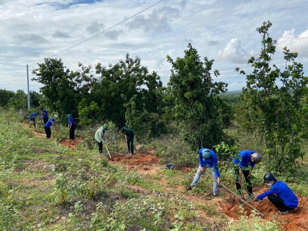 Tỉnh đoàn -  Hội Liên hiệp thanh niên tỉnh Bình Thuận tổ chức trồng 600 cây Sao đen.