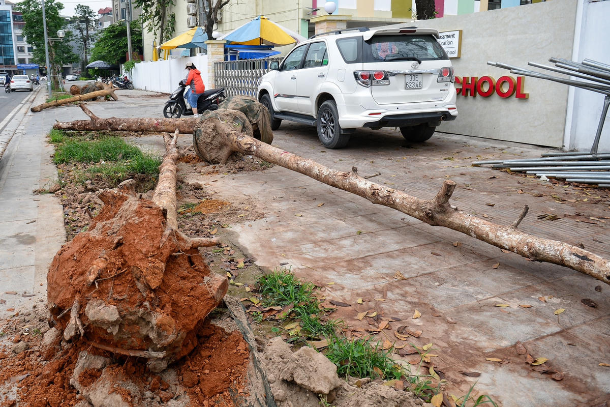 Theo ghi nhận của PV Báo Đại Đoàn Kết Online, ngày 3/4, hàng loạt cây xanh chết khô có đường kính thân 20 - 25 cm trên vỉa hè dọc đường Huỳnh Thúc Kháng kéo dài đang được nhổ bỏ. 