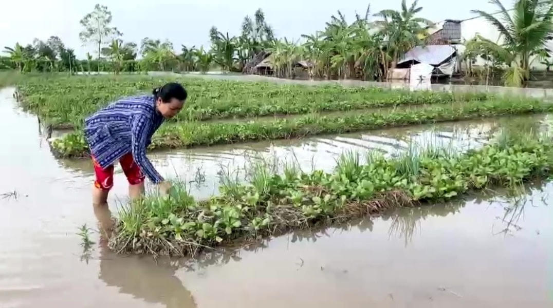 Triều cường, mưa lớn gây thiệt hại nặng rau màu, nông dân Bạc Liêu 'khóc ròng'