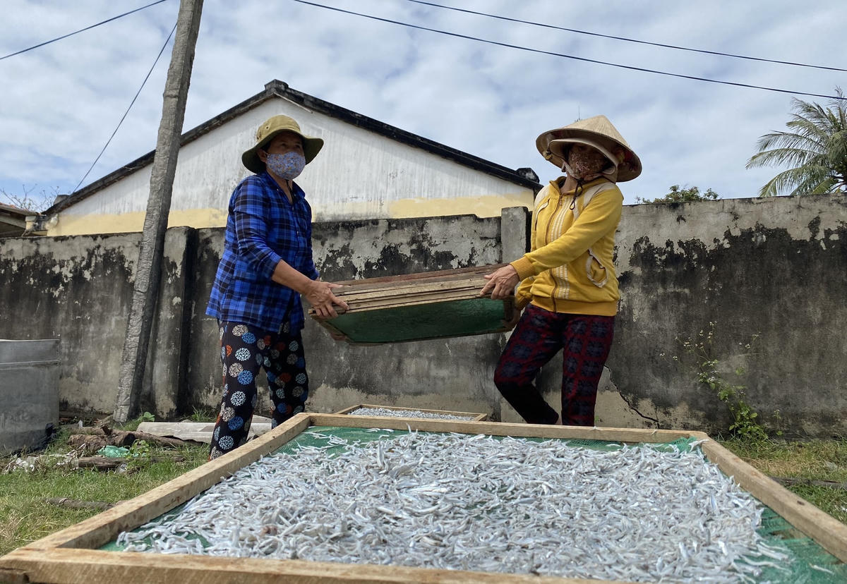 Công nhân đem vỉ cá cơm hấp chín đi phơi nắng.