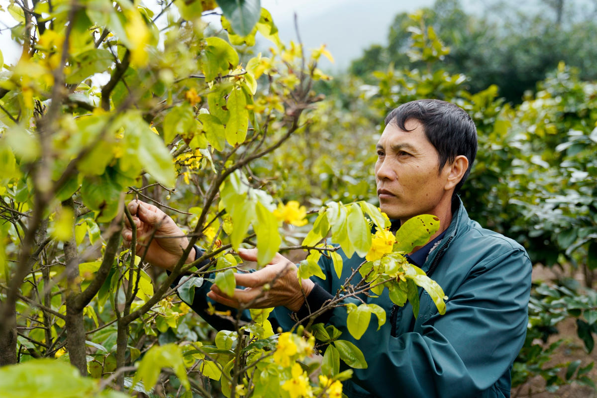 Gia đình anh Nguyễn Viết Xuân (50 tuổi, trú tại thôn Tân Thành, xã Kỳ Nam) có khoảng gần 1.000 gốc mai phục vụ dịp tết Nguyên đán Quý Mão 2023, nhưng do sự bất thường của thời tiết đến nay đã có gần 1/3 trong số đó đã nở hoa, nhiều cây bắt đầu kết nụ già.