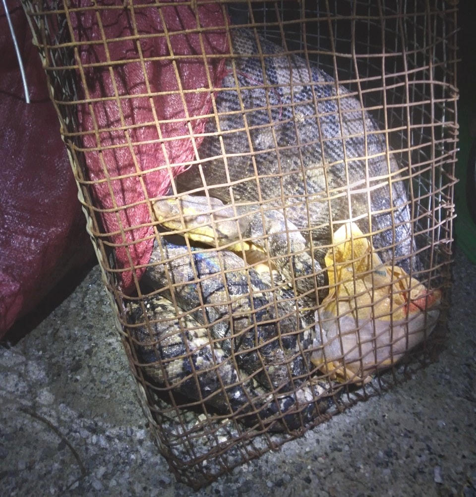 Một cá thể trăn vẫn còn sống.