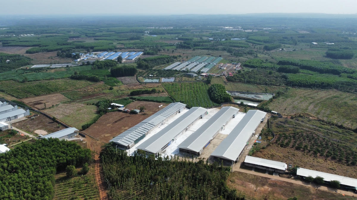 Nhiều trang trại chăn nuôi mọc lên trên đất nông nghiệp. Ảnh: Mạnh Thìn.