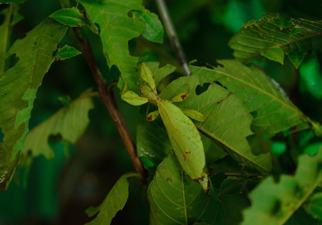 Chú bọ này không khác gì một chiếc lá.