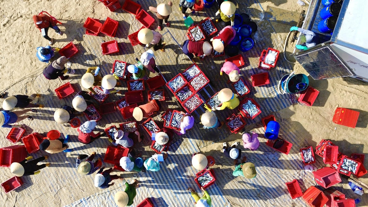 Góc nhìn trên cao ở chợ cá Châu Thuận Biển.