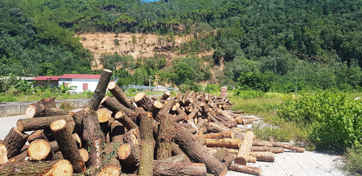 Gỗ thông sau khi bị đốn hạ được tập kết ngay dưới chân núi.