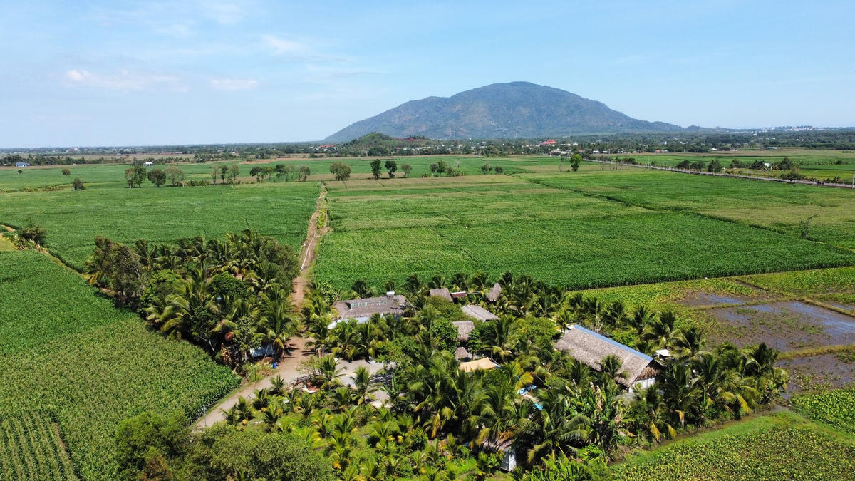 Cánh đồng kèo nèo xanh mướt bao trọn hàng dừa ở xã Lang Minh, huyện Xuân Lộc, tỉnh Đồng Nai nhìn từ trên cao. Ảnh: Mạnh Thìn