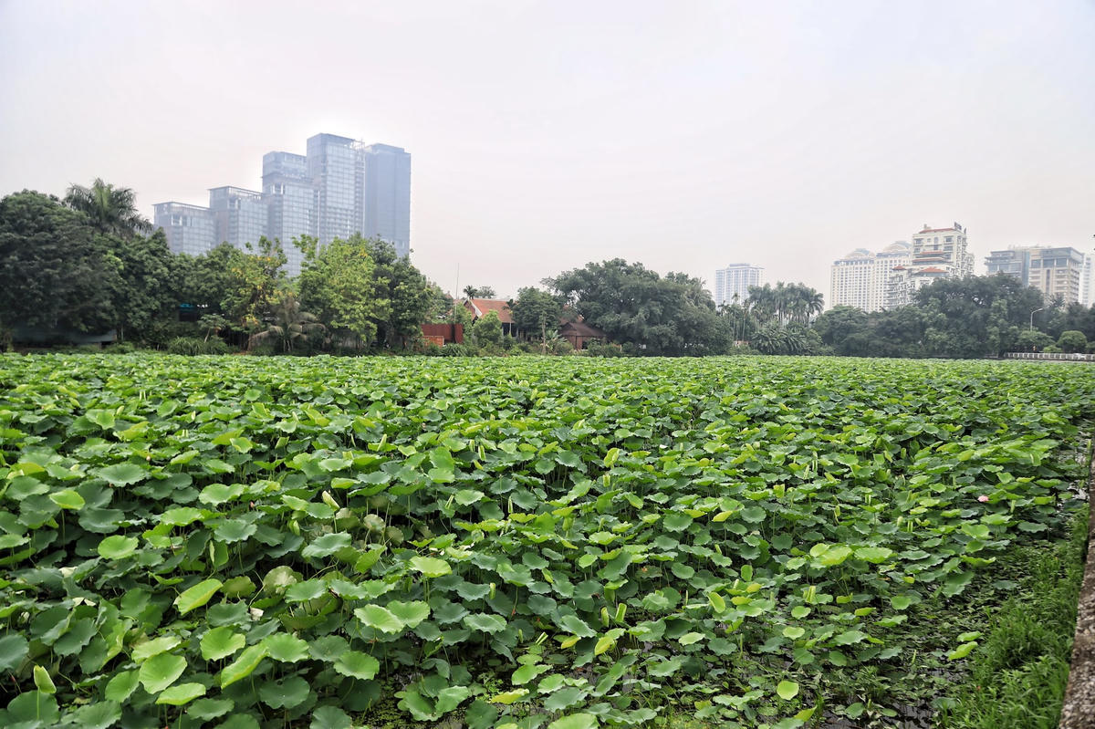 sen_bach_diep_ho_tay-le-khanh32-1121a9e2864ca0ee49c98443a58a2dce.jpg