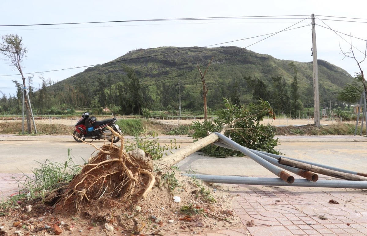 Cây cối dọc trên đảo Lý Sơn bị ngã đổ