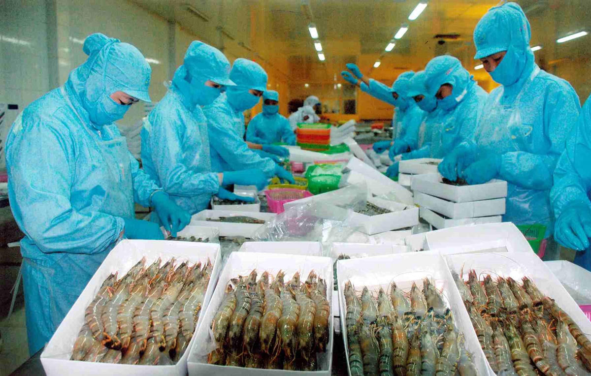 Chế biến tôm xuất khẩu.