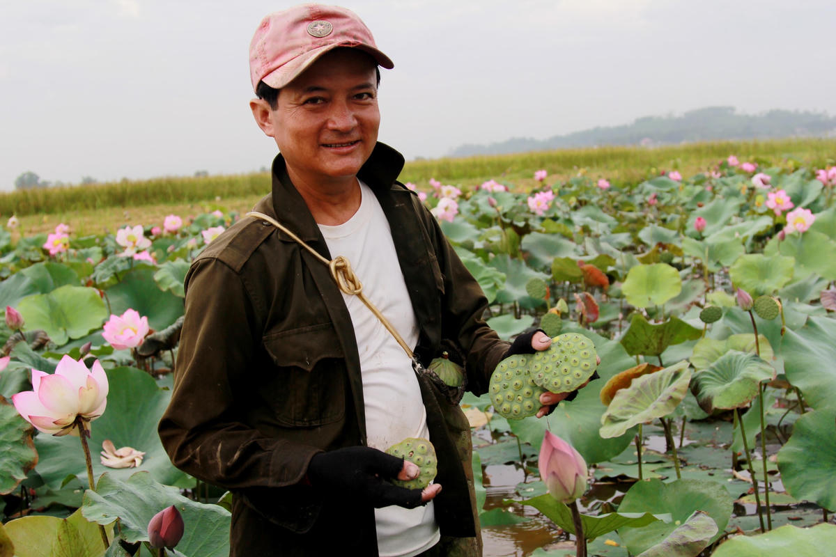 Đầm sen ở Hà Tĩnh không chỉ đẹp mê hồn mà còn cho thu nhập 'khủng'