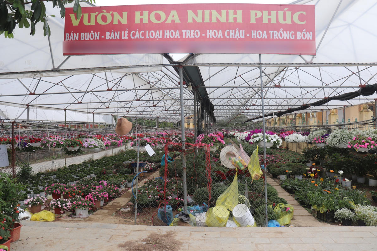 Làng hoa Ninh Phúc có tuổi đời đã hơn 40 năm, đây được coi là thủ phủ trồng và buôn bán hoa lớn nhất của tỉnh Ninh Bình.