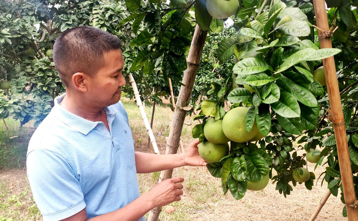 Ông Nguyễn Chí Lâm (thôn Tân Bình, xã Đội Bình) chăm sóc cây bưởi tại vườn.