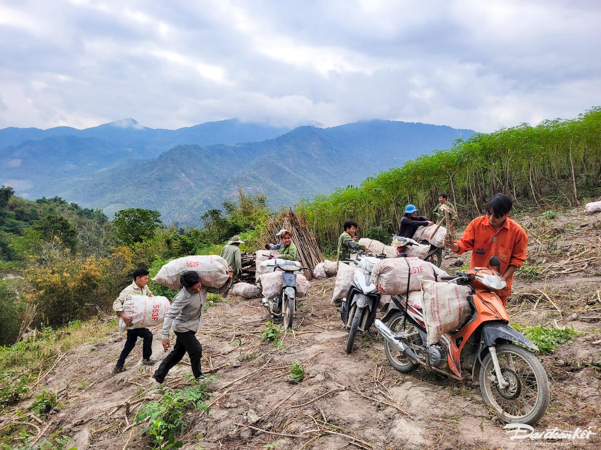 Từ sáng sớm tinh mơ, trên những sườn đồi tại bản Chà Lan, xã Mường Lý, hàng chục người dân hăn say cuốc đất, nhổ, bỏ sắn vào bao tải rồi khuân vác sắn ra xe để vận chuyển tới điểm tập kết, cân bán cho thương lái. Ảnh: Đình Minh