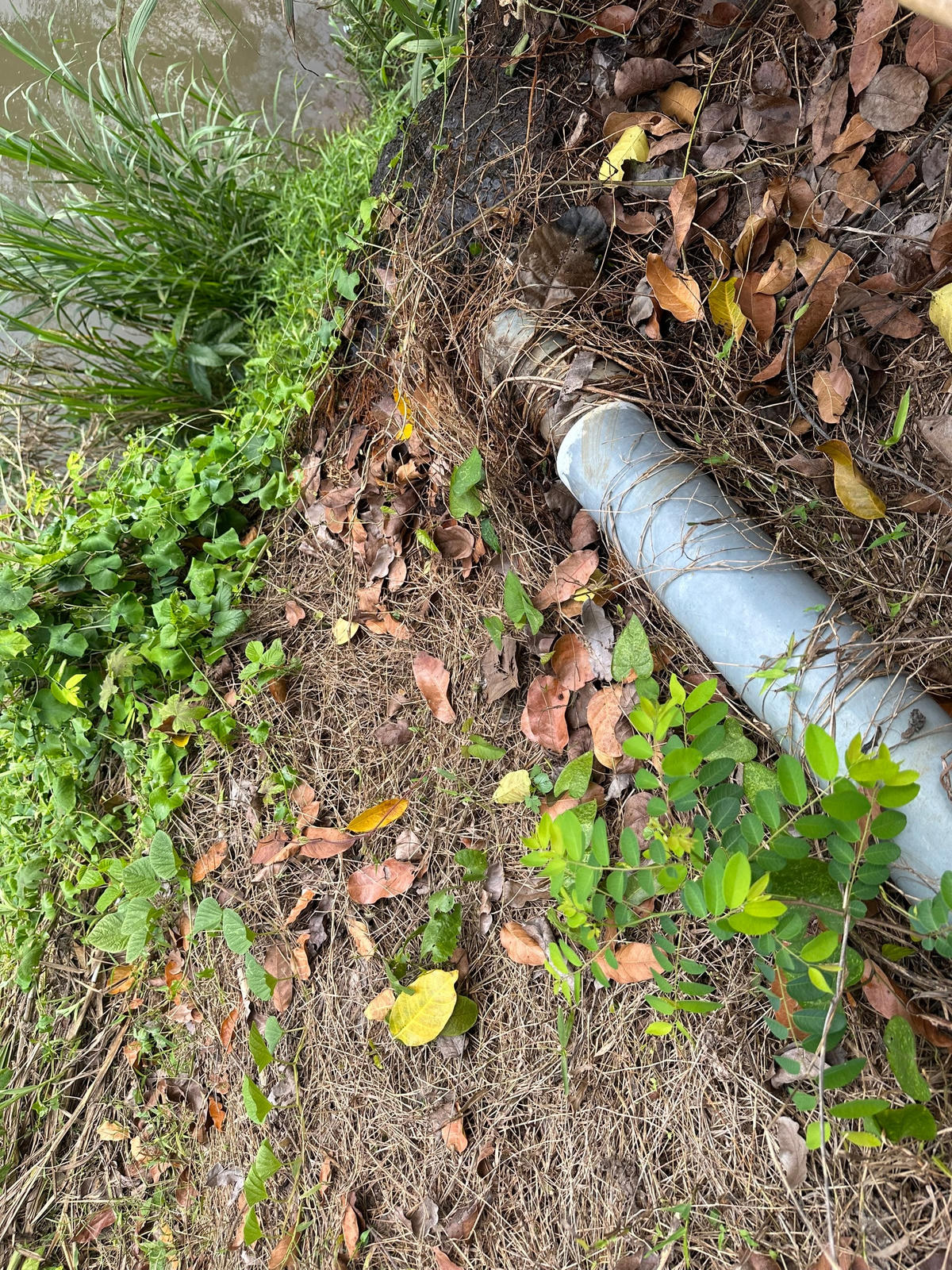 Ống thải của trang trại heo trên thửa đất số 21, tờ bản đồ địa chính số 36, xã Lộ 25 được đấu nối trực tiếp ra suối. Ảnh: Mạnh Thìn.