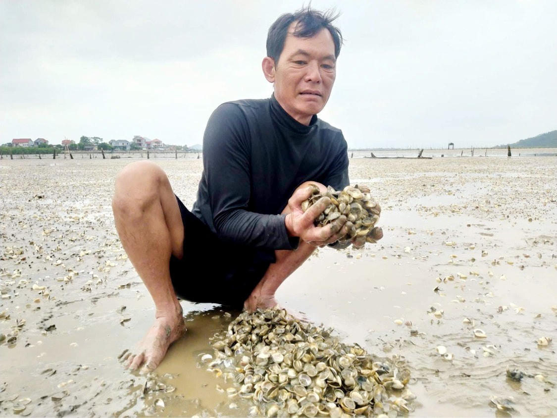 Người dân nuôi ngao đứng trước nguy cơ trắng tay.