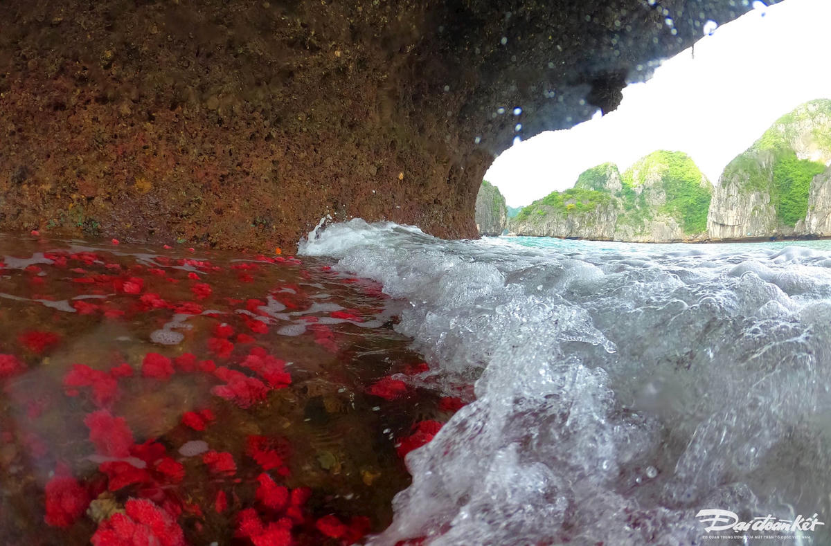 Vào những hôm thủy triều xuống, rạn san hô hiện ra dưới ánh mặt trời như một vườn hoa rực rỡ. San hô ở đây đủ hình dạng với màu đỏ rực rỡ khiến bất cứ ai lần đầu chiêm ngưỡng đều không khỏi choáng ngợp. Ảnh: Đỗ Giang.