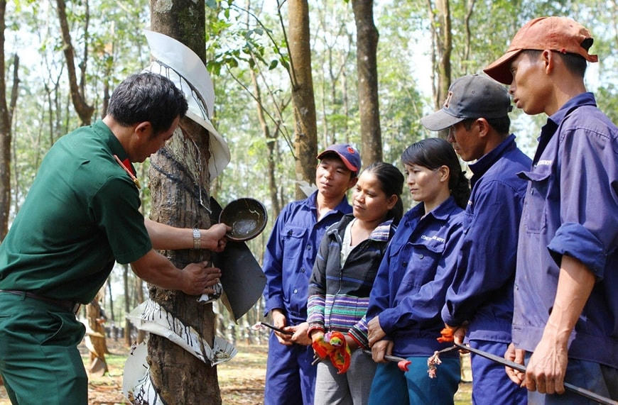 Cán bộ Công ty 74, Binh đoàn 15 hướng dẫn người lao động là người dân tộc thiểu số trên địa bàn tỉnh Gia Lai khai thác mủ cao su. Ảnh: TTXVN.  