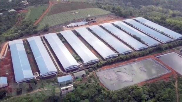 Trang trại của Công ty TNHH Đức Tiến Lê được xây dựng trên diện tích 15ha, quy mô chăn nuôi 10.000 con lợn thịt, tổng vốn đầu tư hơn 40 tỷ đồng và được đưa vào hoạt động từ tháng 10/2019. (Ảnh: TTXVN phát).