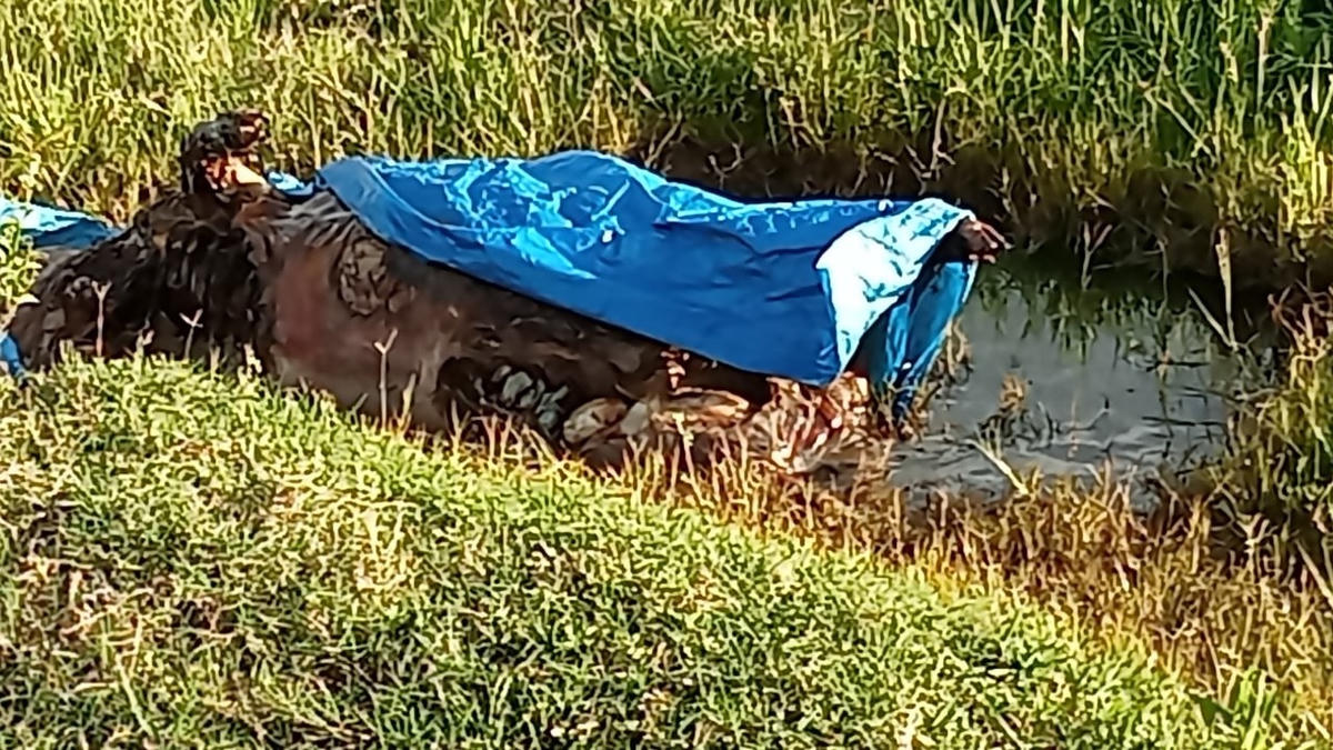 Thấy lợn bị chết, người phụ nữ mang ra cánh đồng để vứt.