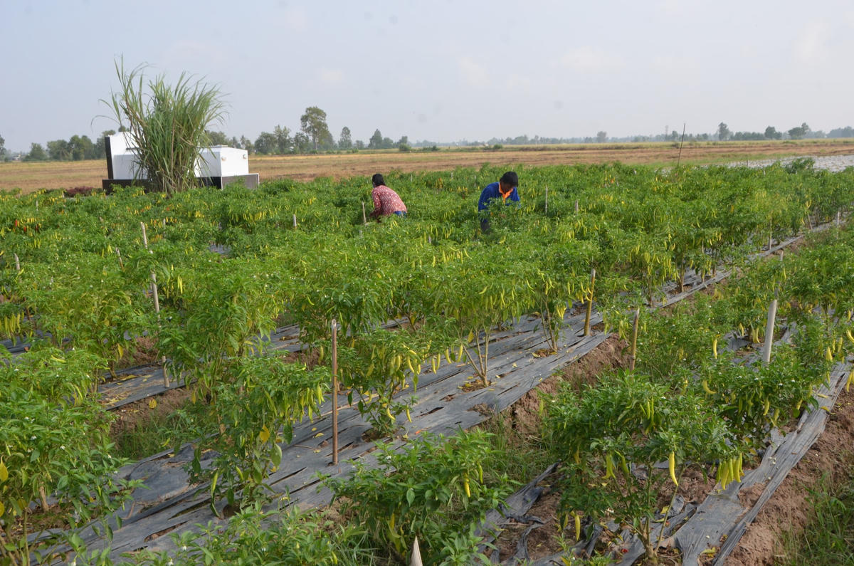Nhiều diện tích trồng màu ở ấp 18 'khát nước' đang dần bị khô héo vì không thể lấy nước ô nhiễm tưới khiến người dân lo lắng.