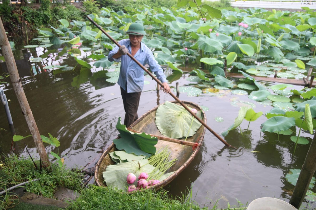 Người dân từ các tỉnh lân cận đổ về Hà Nội chụp ảnh mùa sen