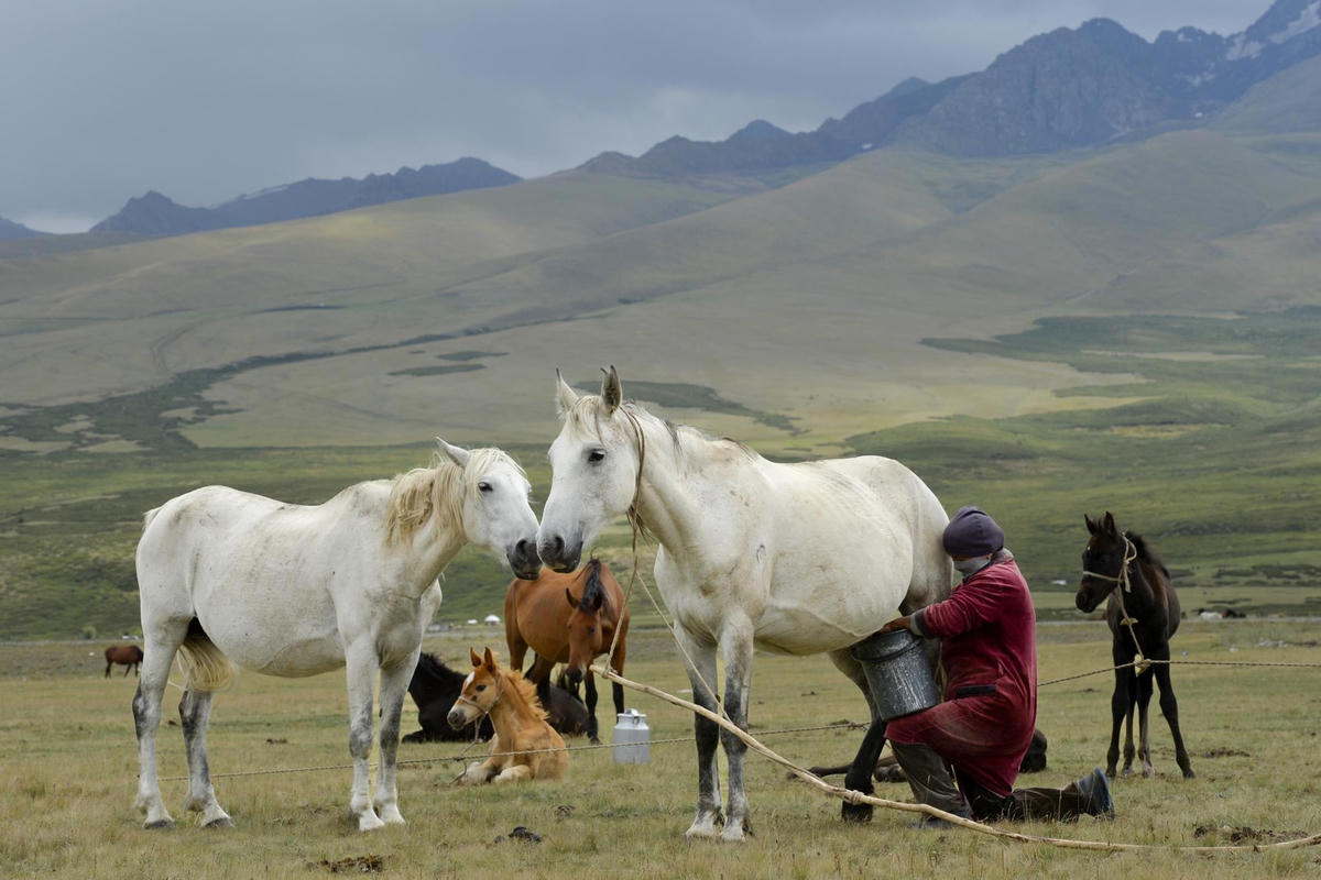 Một phụ nữ Kyrgyzstan vắt sữa ngựa trên đồng cỏ.