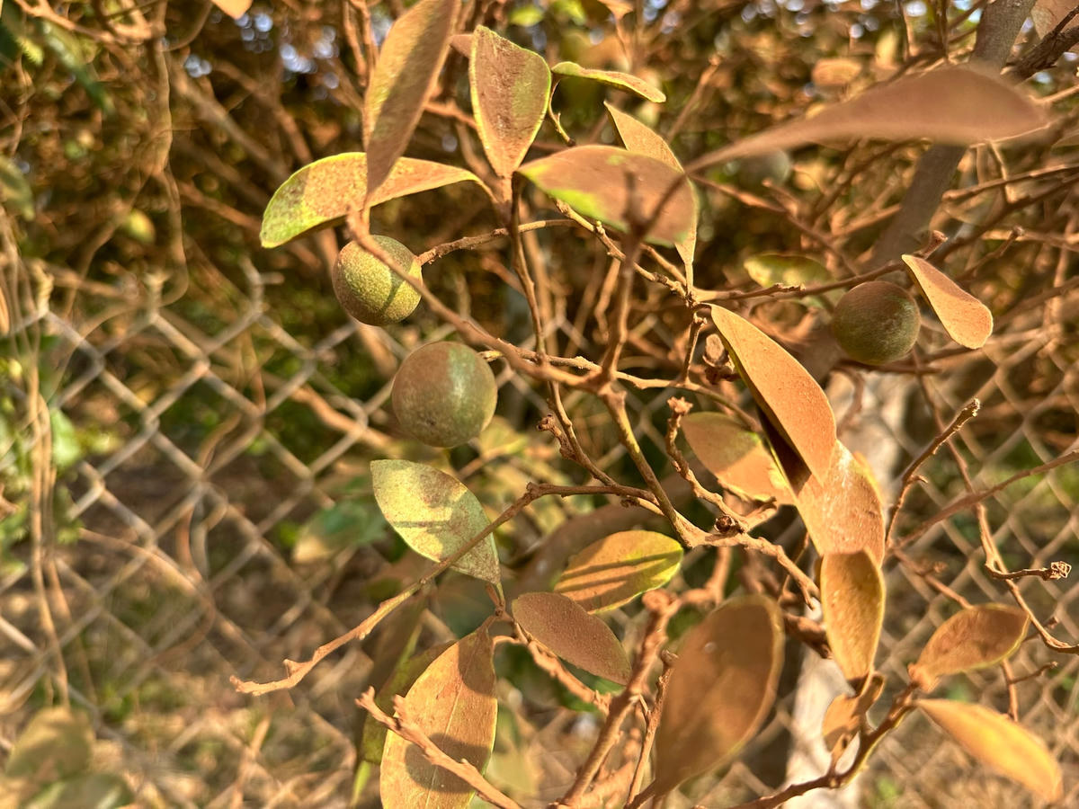 Cây trái phủ đầy bụi đỏ.