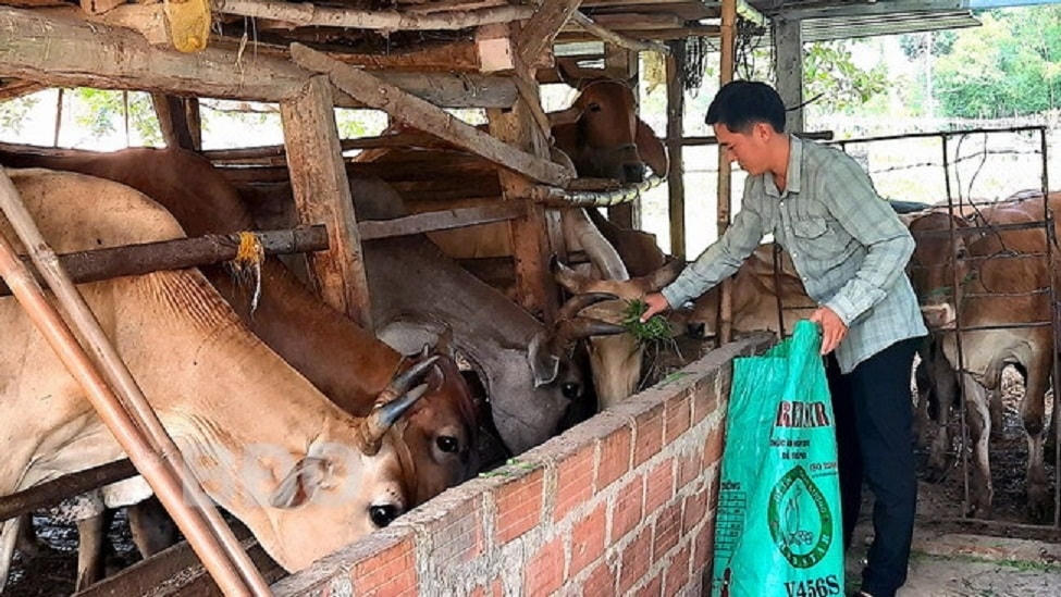 Tỉnh Bình Định sẽ tiếp tục hỗ trợ, xây dựng, nhân rộng mô hình, dự án giảm nghèo nhằm tạo sinh kế, việc làm cho đồng bào DTTS và miền núi.