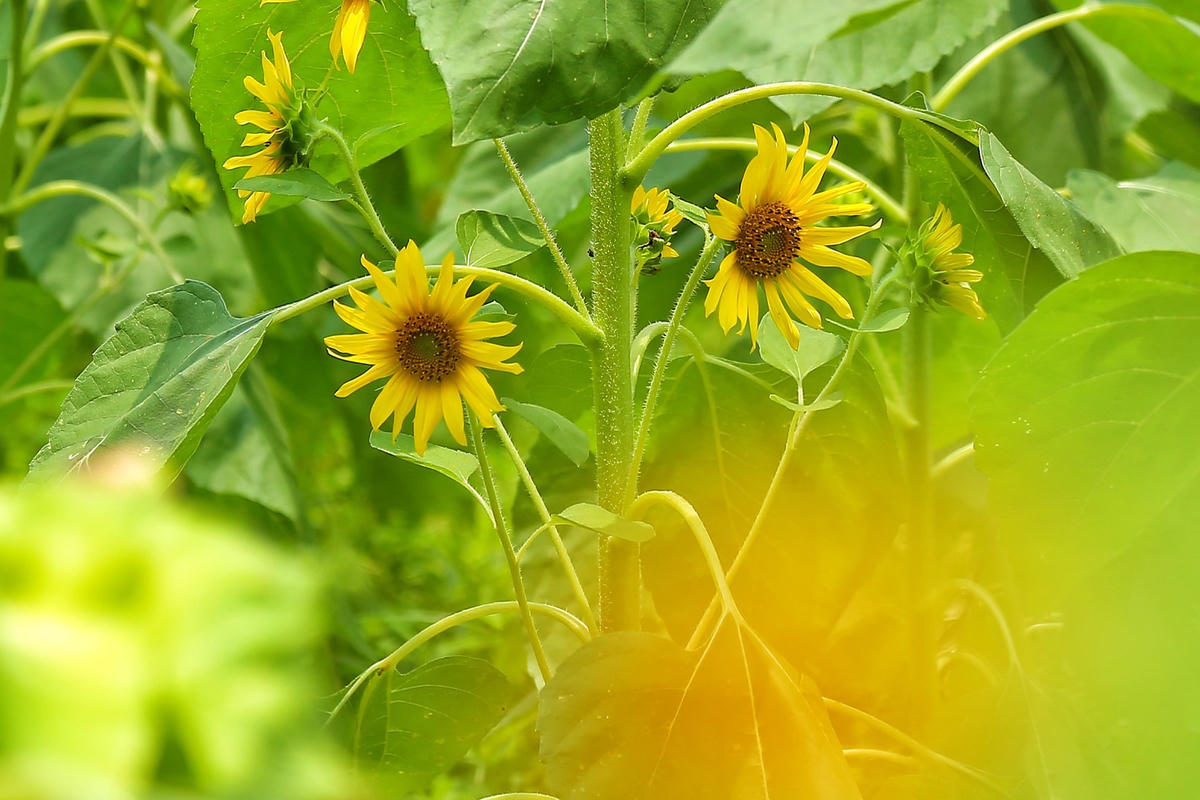 Những bông hoa hướng dương khoe sắc.