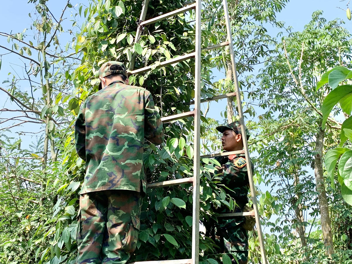 Quân khu 7 tăng cường bộ đội giúp nông dân Bà rịa - Vũng Tàu thu hoạch hồ tiêu
