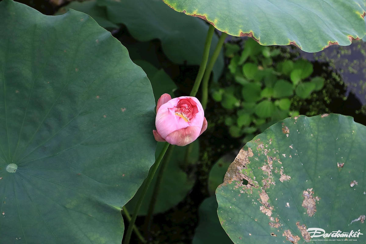 sen_bach_diep_ho_tay-le-khanh25.jpg
