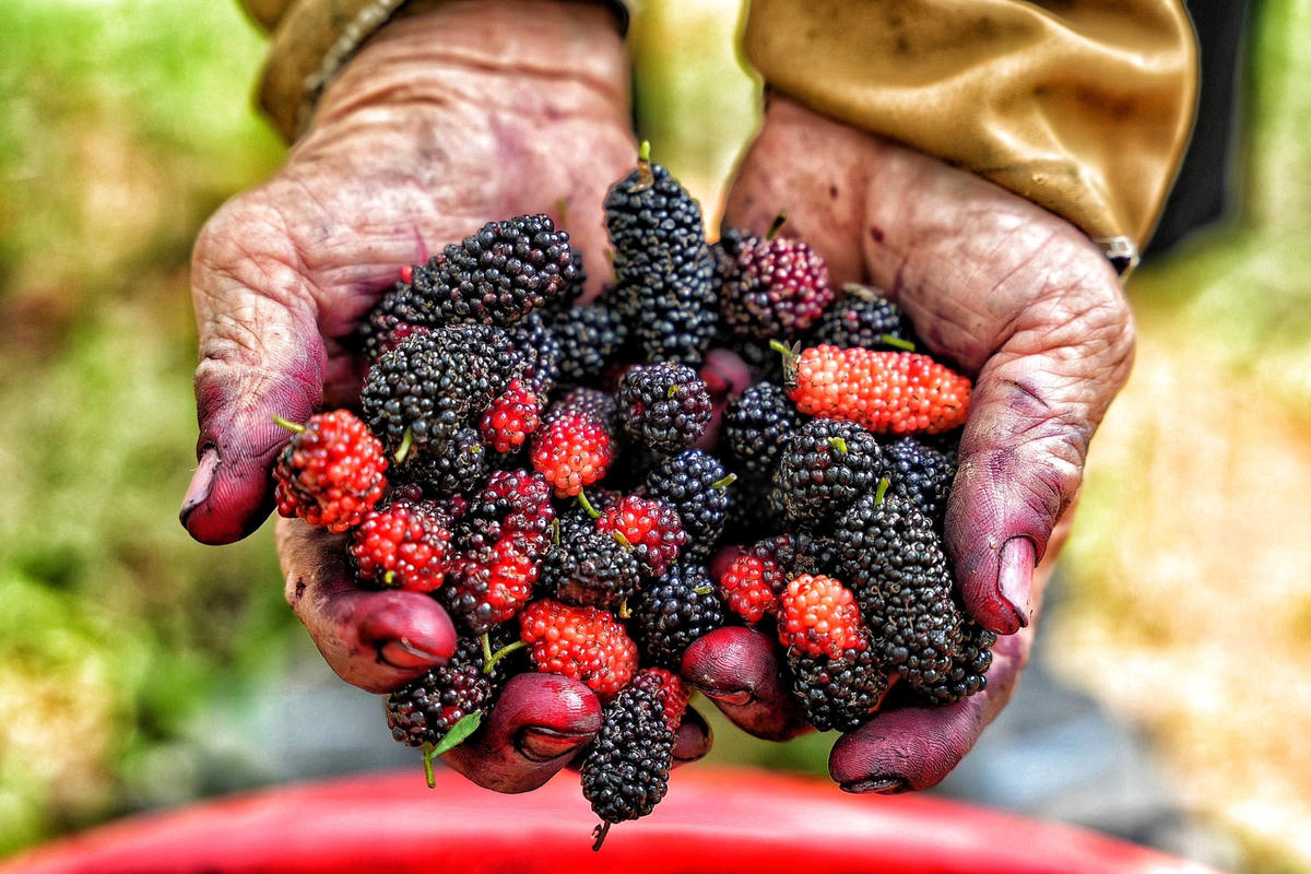 Theo người dân tại đây, dâu tằm nhanh lớn, dễ trồng, dễ chăm sóc cho giá trị cao nên người dân đang dần mở rộng vùng trồng. Nếu đúng chính vụ, người dân có thể kiếm được từ 1-2 triệu đồng mỗi ngày tùy vào số lượng cây nhà trồng có chín đều hay không.